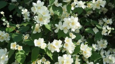 Yasemin Jasminum cinsi, Oleaceae zeytin familyasından tropikal ve ılıman bölgelere özgü çalılar ve sarmaşıklar. Yaseminler yaygın olarak çiçeklerin kendine has kokusu için yetiştirilir. Beyaz yapraklar.