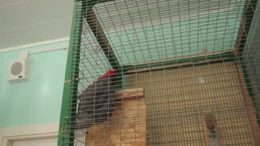 Gri papağan Psittacus erithacus, Kongo gri papağanı, Psittacidae familyasından bir papağan türüdür. Papağan olarak tutulur..