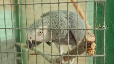 Gri papağan Psittacus erithacus, Kongo gri papağanı, Psittacidae familyasından bir papağan türüdür. Papağan olarak tutulur..