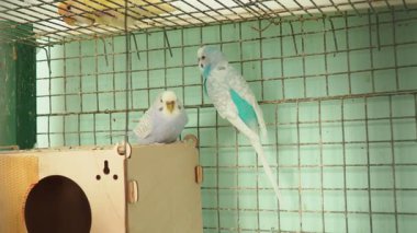Budgerigar Melopsittacus undulatus, yaygın kabuklu muhabbet kuşu, muhabbet kuşu. Küçük, uzun kuyruklu, tohum yiyen Avustralya yerlisi papağan. Budgie 'ler esaret altında yetiştirilir. Renkli maviler, beyazlar, sarılar, griler....