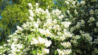 Yasemin Jasminum cinsi, Oleaceae zeytin familyasından tropikal ve ılıman bölgelere özgü çalılar ve sarmaşıklar. Yaseminler yaygın olarak çiçeklerin kendine has kokusu için yetiştirilir. Beyaz yapraklar.