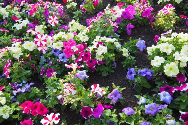 Petunia, Solanaceae familyasına ait bir bitki cinsidir. Petunia melezi ya da Petunia bahçesi gibi yıllık olarak yetiştirilen süs ürünleri. Beyaz ve pembe çizgili çiçekler