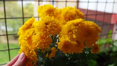 Asteraceae 'de sonbaharda çiçek açan kasımpatılar, anneler ya da kasımpatılar. Bahçecilik türleri ve tarikatlar. Bileşik infloresans çiçek başlıklarının dizilimidir..