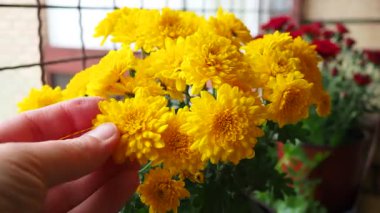 Asteraceae 'de sonbaharda çiçek açan kasımpatılar, anneler ya da kasımpatılar. Bahçecilik türleri ve tarikatlar. Bileşik infloresans çiçek başlıklarının dizilimidir..