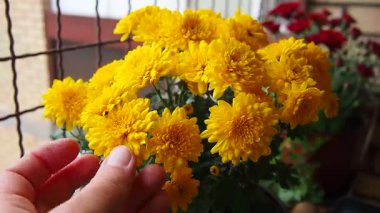 Asteraceae 'de sonbaharda çiçek açan kasımpatılar, anneler ya da kasımpatılar. Bahçecilik türleri ve tarikatlar. Bileşik infloresans çiçek başlıklarının dizilimidir..