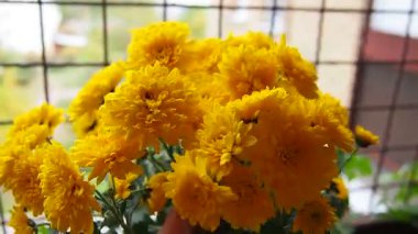 Asteraceae 'de sonbaharda çiçek açan kasımpatılar, anneler ya da kasımpatılar. Bahçecilik türleri ve tarikatlar. Bileşik infloresans çiçek başlıklarının dizilimidir..