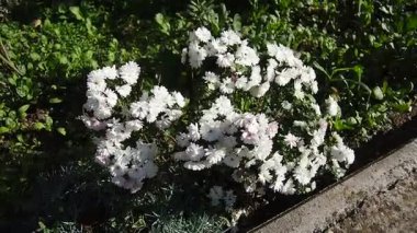 Asteraceae 'de sonbaharda çiçek açan kasımpatılar, anneler ya da kasımpatılar. Bahçecilik türleri ve tarikatlar. Bileşik infloresans çiçek başlıklarının dizilimidir..