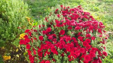 Asteraceae 'de sonbaharda çiçek açan kasımpatılar, anneler ya da kasımpatılar. Bahçecilik türleri ve tarikatlar. Bileşik infloresans çiçek başlıklarının dizilimidir..