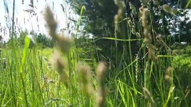 Rüzgarda sallanan çayır çimenleri. Karelya 'nın güzel manzarası. Sahadan geçiyorum. Yeşil çimenler yaz günü doğa tarlasında. Vahşi alan yavaş çekim. Çam, ateş otu ve çayır otları. Kırsal