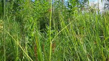 Rüzgarda sallanan çayır çimenleri. Karelya 'nın güzel manzarası. Sahadan geçiyorum. Yeşil çimen doğa yaz günü. Vahşi alan yavaş çekim. Çayır otları, ateş otları ve çan çiçekleri. Kırsal