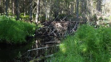 Nehir kenarına kunduzlar tarafından yağmacılara karşı korunmak ve kışın yiyecek aramasını kolaylaştırmak için inşa edilmiş bir kunduz barajı. Baraj malzemeleri ahşap, dallar, yapraklar, çimenler, alüvyon, çamur. Tayga ladin ormanları.