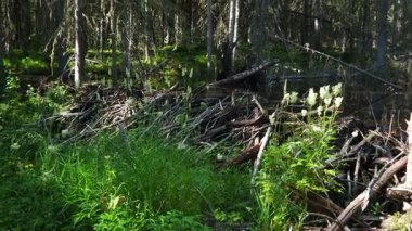 Yırtıcılara karşı korunmak için nehirde ya da derede kunduzlar tarafından dikilmiş bir kunduz barajı. Baraj malzemeleri ahşap, dallar, yapraklar, çimenler, kum, çamur, taşlar. Meadowsweet çiçekleri. Tayga ladin ormanları