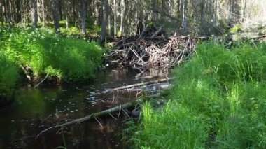 Kunduzlar tarafından yırtıcılara karşı korunmak için nehre inşa edilmiş kunduz barajı. Baraj malzemeleri ahşap, dallar, yapraklar, çimenler, alüvyon, çamur. Tayga ladin ormanı. Paslı bir su akıntısı. Karelia, Orzega Nehri.