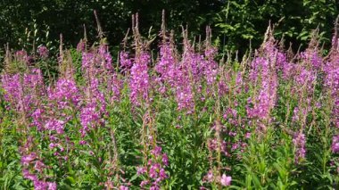 Fireweed Chamerion angustifolium, Onagraceae Evening Primrose familyasından bir bitki türü. Çayır tarlası. Bir Rüzgâr Fırtınası. Orzega, Karelia. Taiga Doğa. Pembe çiçekli Sally, ateş otu ya da Ivan çayı.