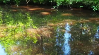 Paslı su, Karelia 'daki yemyeşil ladin tayga ormanlarıyla çevrili Orzega Nehri' nden akar. Huzurlu yansımalar sakin bir atmosfer yaratır. Doğa güzelliği izleyiciyi cezbeder..