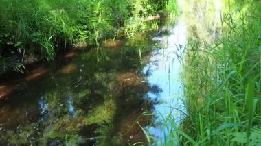 Paslı sularıyla tanınan Orzega Nehri 'ni keşfedin, Karelya' daki gür ladin taygası ormanlarında dolaşarak, doğanın dingin güzelliğini ve sükunetini ortaya çıkarır. Sudaki kıyıların yansıması..