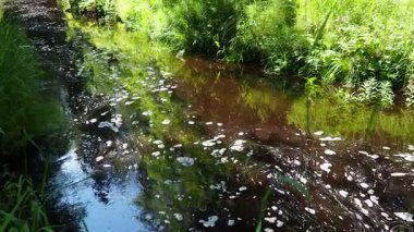 Paslı su, Karelia 'daki yemyeşil ladin tayga ormanlarıyla çevrili Orzega Nehri' nden akar. Huzurlu yansımalar sakin bir atmosfer yaratır. Doğa güzelliği. Sudaki kıyıların yansıması..