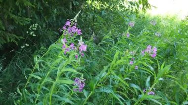 Fireweed Chamerion angustifolium, Onagraceae Evening Primrose familyasından bir bitki türü. Çayır tarlası. Bir Rüzgâr Fırtınası. Orzega, Karelia. Taiga Doğa. Pembe çiçekli Sally, ateş otu ya da Ivan çayı.