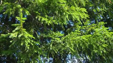 Tayga biyolojisi kozalaklı ormanların egemenliğinde. Pikea ladini, Çam Çamlığı familyasındaki kozalaklı ağaçların cinsi. Karelia, Orzega. Spruce dalları, güneşli havada güçlü bir rüzgarda sallanır..