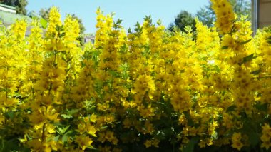 Lysimachia punctata ya da kısaca Lysimachia punctata, Primulaceae familyasından çiçek açan bir bitki türüdür. Rhizomatöz bitkisel bitkiler.