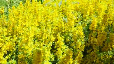 Lysimachia punctata ya da kısaca Lysimachia punctata, Primulaceae familyasından çiçek açan bir bitki türüdür. Rhizomatöz bitkisel bitkiler.