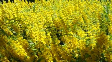 Lysimachia punctata ya da kısaca Lysimachia punctata, Primulaceae familyasından çiçek açan bir bitki türüdür. Rhizomatöz bitkisel bitkiler.