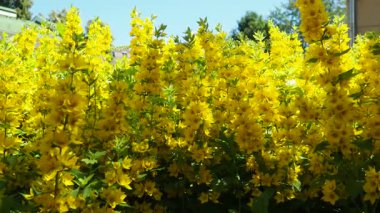 Lysimachia punctata ya da kısaca Lysimachia punctata, Primulaceae familyasından çiçek açan bir bitki türüdür. Rhizomatöz bitkisel bitkiler.