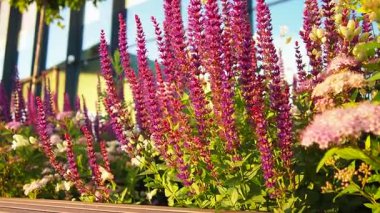 Sage Salvia cinsi daimi otçul bitkiler, Lamiaceae ailesinin çalıları. Bilge Salvia pratensis. Mor çiçekler. Litvanya, Vilnius Havaalanı 'nda akşam güneşinin altında çiçekler..