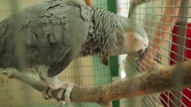 Gri papağan Psittacus erithacus, Kongo gri papağanı, Psittacidae familyasından bir papağan türüdür. Papağan olarak tutulur..