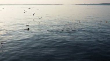 Küçük kuş sürüleri Karelia 'daki Onega Gölü' nün sakin yüzeyinde süzülür. Günbatımının altın renkleri suyu yansıtarak huzurlu bir atmosfer yaratır. Suda martılar var. Yaz akşamı..