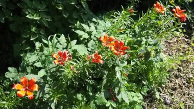 Lilium bulbiferum, turuncu zambak, Jimmy Bane, kaplan ve St. John Lily, Liliaceae 'ye ait, yeraltı ampulleri olan Avrupalı bitkisel zambaklardır. Kediler zambak zehirlenmesine karşı son derece hassastır..