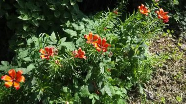 Lilium bulbiferum, turuncu zambak, Jimmy Bane, kaplan ve St. John Lily, Liliaceae 'ye ait, yeraltı ampulleri olan Avrupalı bitkisel zambaklardır. Kediler zambak zehirlenmesine karşı son derece hassastır.