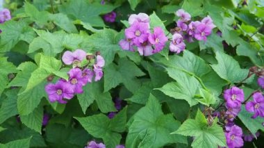 Rubus kokusu, mor çiçekli ahududu, çiçek açan ahududu, ya da Virginia ahududu, Rubus türleri, Kuzey Amerika 'nın doğusunda yetişen türler. Beş morumsu çiçek ya da ara sıra beyaz taç yaprakları..