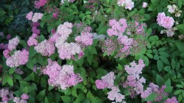Spiraea japonica (Japonca: 