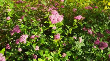 Spiraea japonica (Japonca: 