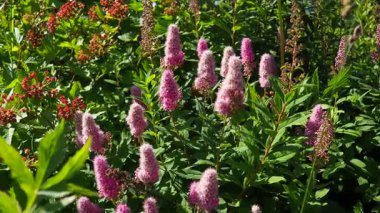 Spiraea douglasii, Gül familyasından bir bitki türü. Yaygın isimler arasında sert, sert çan kuleleri, Douglas spirea, Douglas spirea, çan kulesi çalısı ve gül spirea yer alıyor. Bahçede pembe çiçekler.