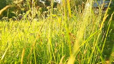 Rüzgarda sallanan çayır çimenleri. Karelya manzarası. Altın saatinde tarladan geçmek. Yazın doğa tarlasında sarı çimenler. Arka planda vahşi alan, yavaş çekim. Kırsal