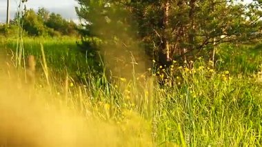 Rüzgarda sallanan çayır çimenleri. Karelya manzarası. Altın saatinde tarladan geçmek. Yazın doğa tarlasında sarı çimenler. Arka planda vahşi alan, yavaş çekim. Kırsal