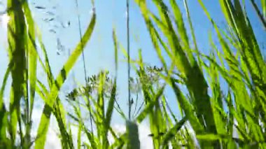 Genç, sulu yeşil çimenler sabah güneşinde mavi gökyüzüne karşı. Karelia 'da yaz. Güneşli bir hava. Güçlü bir rüzgar çayırdaki çimleri yoğun bir şekilde sallıyor. Çimlere yakın, alanın sığ derinliği.