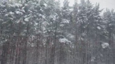 Kar fırtınası. Karla kaplı ağaçlar ve tayga ormanının sükuneti ile çevrili demiryolu yolculuğunda nefes kesici bir kış harikalar diyarında seyahat edin. Doğa güzelliğini tecrübe et. Demiryolu ile seyahat..