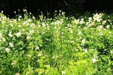 Filipendula ulmaria, genellikle çayırlarda yetişen Rosaceae familyasındaki uzun ömürlü otçul otlar olarak bilinir. Bitki hoş bir tat ve lezzete sahiptir. Karelya Taygası.