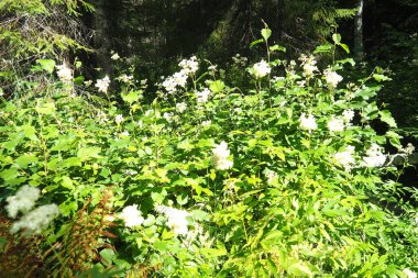 Filipendula ulmaria, genellikle çayırlarda yetişen Rosaceae familyasındaki uzun ömürlü otçul otlar olarak bilinir. Bitki hoş bir tat ve lezzete sahiptir. Karelya Taygası.