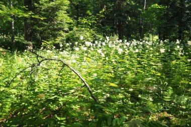 Filipendula ulmaria, genellikle çayırlarda yetişen Rosaceae familyasındaki uzun ömürlü otçul otlar olarak bilinir. Bitki hoş bir tat ve lezzete sahiptir. Karelya Taygası.