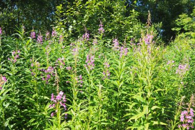Fireweed Chamerion angustifolium, Onagraceae Evening Primrose familyasından bir bitki türü. Çayır tarlası. Bir Rüzgâr Fırtınası. Orzega, Karelia. Taiga Doğa. Pembe çiçekli Sally, ateş otu ya da Ivan çayı.