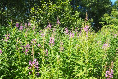 Fireweed Chamerion angustifolium, Onagraceae Evening Primrose familyasından bir bitki türü. Çayır tarlası. Bir Rüzgâr Fırtınası. Orzega, Karelia. Taiga Doğa. Pembe çiçekli Sally, ateş otu ya da Ivan çayı.