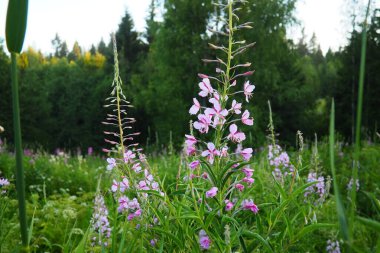 Fireweed Chamerion angustifolium, Onagraceae Evening Primrose familyasından bir bitki türü. Çayır tarlası. Bir Rüzgâr Fırtınası. Orzega, Karelia. Taiga Doğa. Pembe çiçekli Sally, ateş otu ya da Ivan çayı.