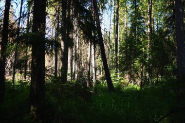 Tayga biyolojisi kozalaklı ormanların egemenliğinde. Pikea ladini, Çam Çamlığı familyasındaki kozalaklı ağaçların cinsi. Karelia, Orzega. Spruce dalları, güneşli havada güçlü bir rüzgarda sallanır..