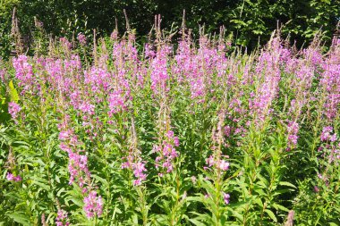 Fireweed Chamerion angustifolium, Onagraceae Evening Primrose familyasından bir bitki türü. Çayır tarlası. Bir Rüzgâr Fırtınası. Orzega, Karelia. Taiga Doğa. Pembe çiçekli Sally, ateş otu ya da Ivan çayı.