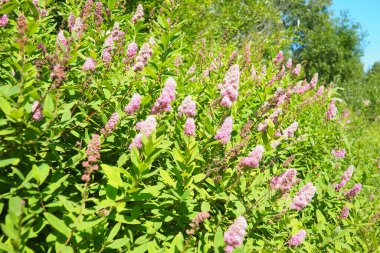 Spiraea douglasii, Gül familyasından bir bitki türü. Yaygın isimler arasında sert, sert çan kuleleri, Douglas spirea, Douglas spirea, çan kulesi çalısı ve gül spirea yer alıyor. Bahçede pembe çiçekler.