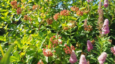 Viburnum, Moschatel ailesinde çiçek açan bitki, Adoxaceae veya Viburaceae, daha önce hanımeli Caprifoliaceae 'ye dahil edilmişti. Olgunlaşmış kırmızı meyveler, yenilebilir meyveler. Yeşil yapraklar rüzgarda sallanıyor. Karelya.